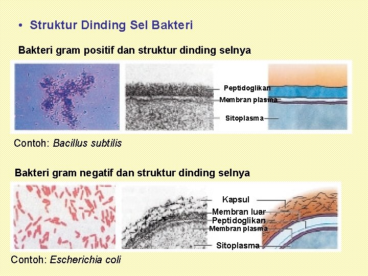  • Struktur Dinding Sel Bakteri gram positif dan struktur dinding selnya Peptidoglikan Membran