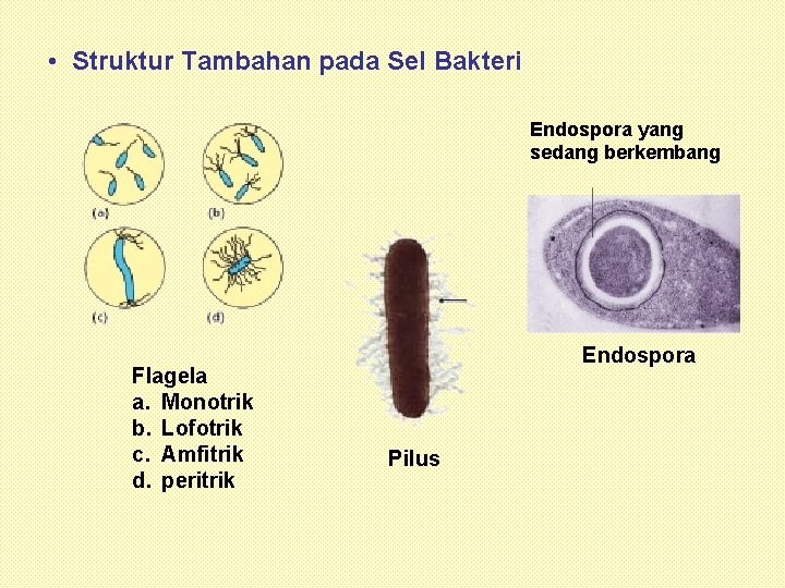  • Struktur Tambahan pada Sel Bakteri Endospora yang sedang berkembang Flagela a. Monotrik