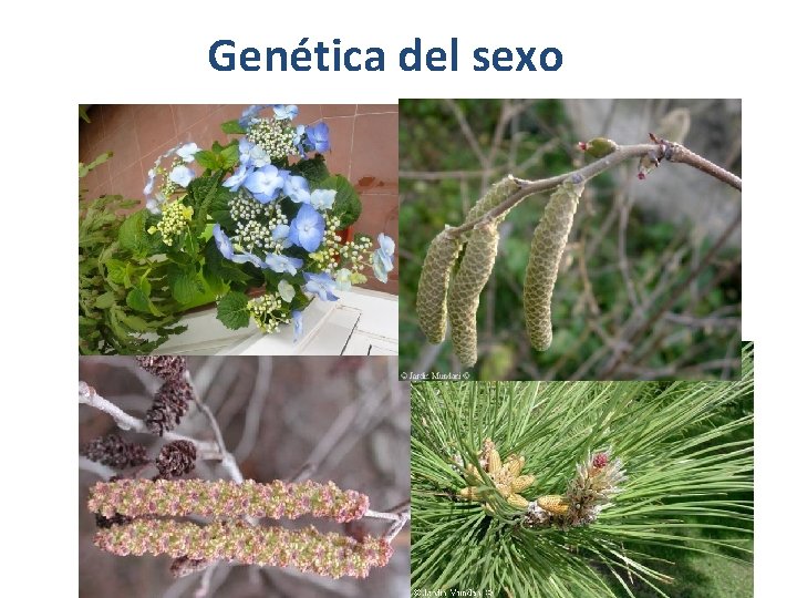 Genética del sexo 