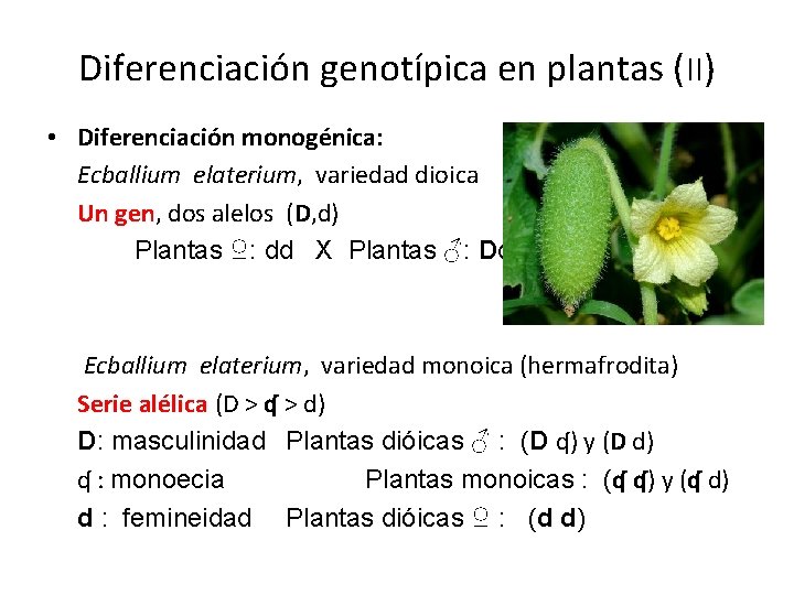 Diferenciación genotípica en plantas (II) • Diferenciación monogénica: Ecballium elaterium, variedad dioica Un gen,