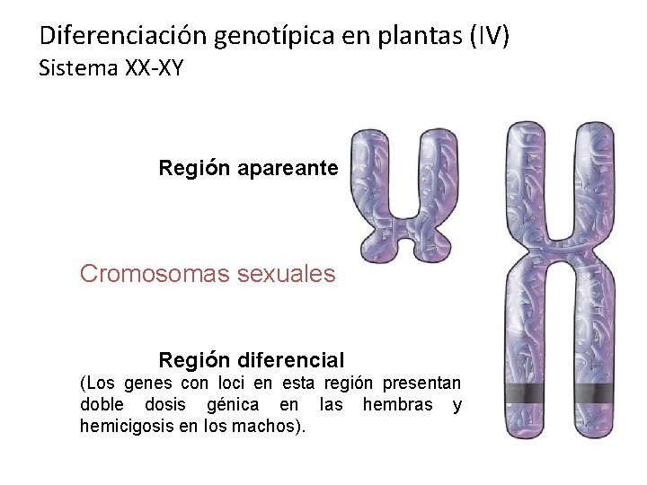 Diferenciación genotípica en plantas (IV) Sistema XX-XY Región apareante Cromosomas sexuales Región diferencial (Los