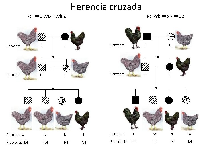 P: WB WB x Wb Z Herencia cruzada P: Wb Wb x WB Z P: WB WB x Wb Z Herencia cruzada P: Wb Wb x WB Z