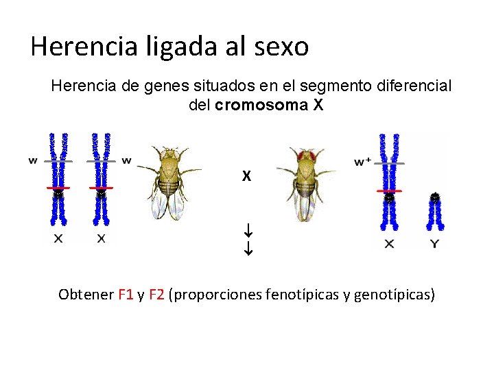 Herencia ligada al sexo Herencia de genes situados en el segmento diferencial del cromosoma Herencia ligada al sexo Herencia de genes situados en el segmento diferencial del cromosoma