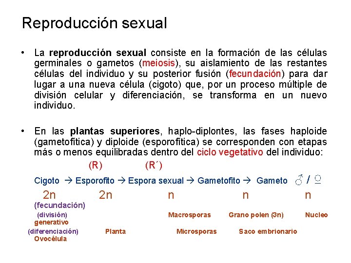 Reproducción sexual • La reproducción sexual consiste en la formación de las células germinales