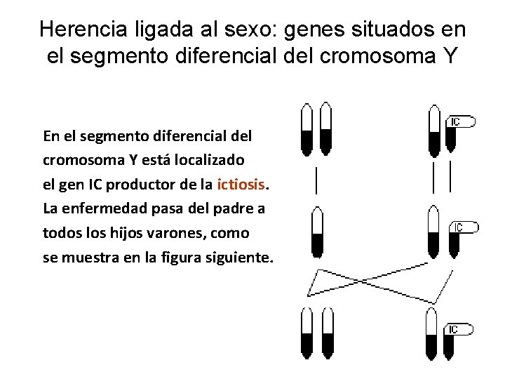 Herencia ligada al sexo: genes situados en el segmento diferencial del cromosoma Y En