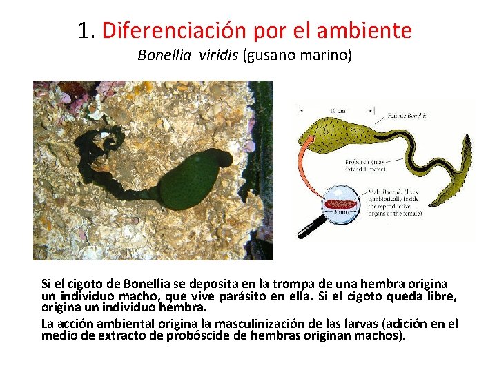 1. Diferenciación por el ambiente Bonellia viridis (gusano marino) Si el cigoto de Bonellia