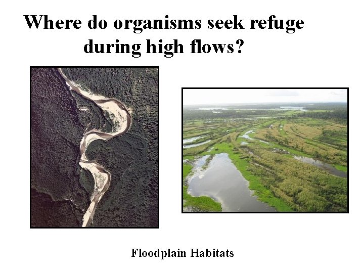 Where do organisms seek refuge during high flows? Floodplain Habitats 
