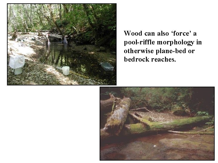 Wood can also ‘force’ a pool-riffle morphology in otherwise plane-bed or bedrock reaches. 