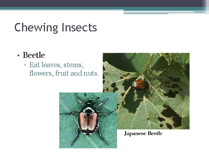 Chewing Insects • Beetle ▫ Eat leaves, stems, flowers, fruit and nuts. 