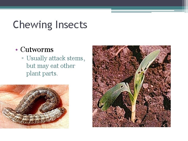 Chewing Insects • Cutworms ▫ Usually attack stems, but may eat other plant parts.