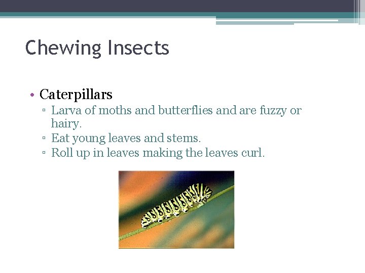 Chewing Insects • Caterpillars ▫ Larva of moths and butterflies and are fuzzy or