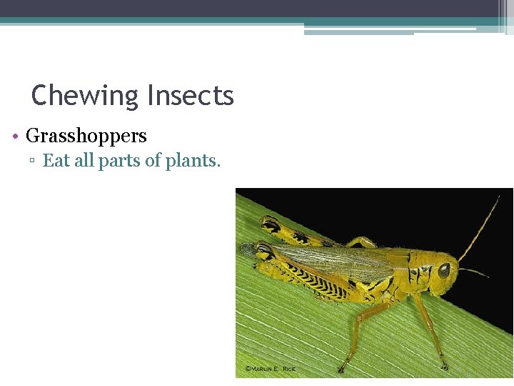 Chewing Insects • Grasshoppers ▫ Eat all parts of plants. 