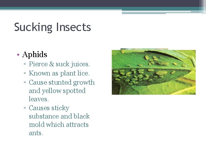 Sucking Insects • Aphids ▫ Pierce & suck juices. ▫ Known as plant lice.