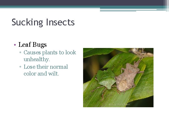 Sucking Insects • Leaf Bugs ▫ Causes plants to look unhealthy. ▫ Lose their