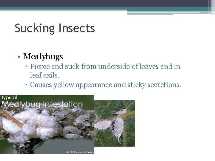 Sucking Insects • Mealybugs ▫ Pierce and suck from underside of leaves and in