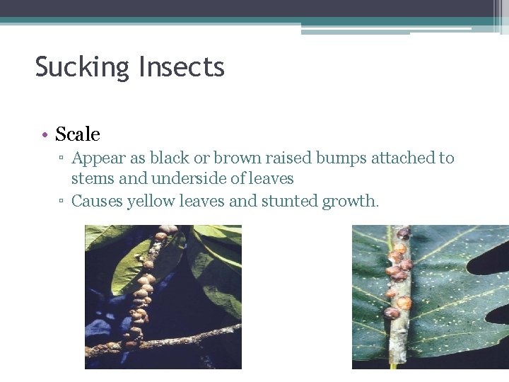 Sucking Insects • Scale ▫ Appear as black or brown raised bumps attached to