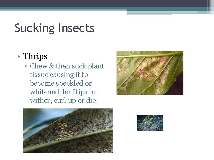 Sucking Insects • Thrips ▫ Chew & then suck plant tissue causing it to