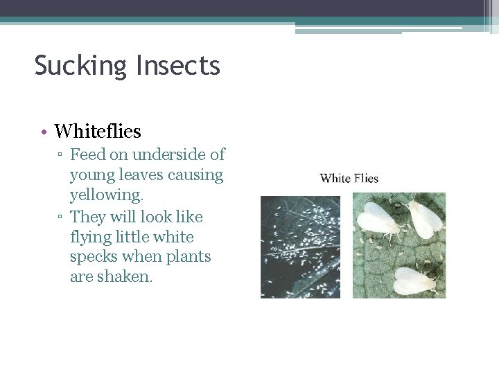 Sucking Insects • Whiteflies ▫ Feed on underside of young leaves causing yellowing. ▫