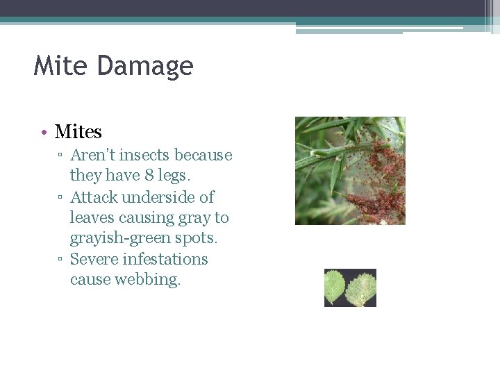 Mite Damage • Mites ▫ Aren’t insects because they have 8 legs. ▫ Attack