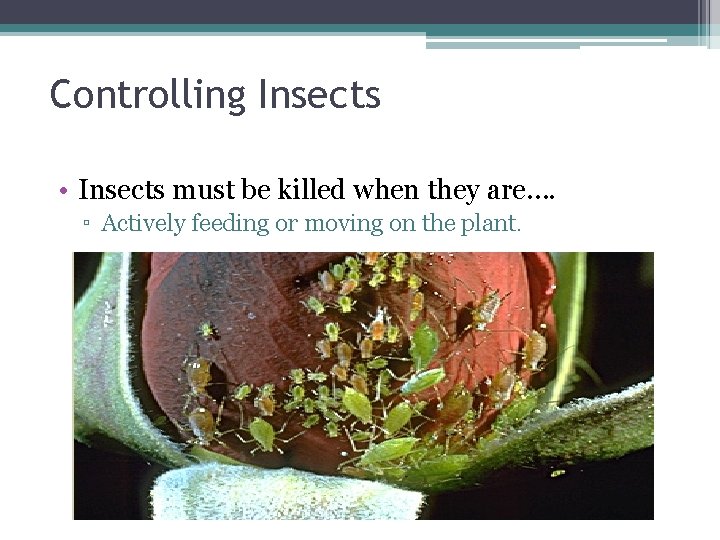 Controlling Insects • Insects must be killed when they are…. ▫ Actively feeding or
