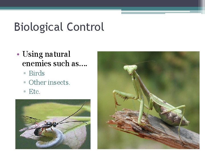 Biological Control • Using natural enemies such as…. ▫ Birds ▫ Other insects. ▫