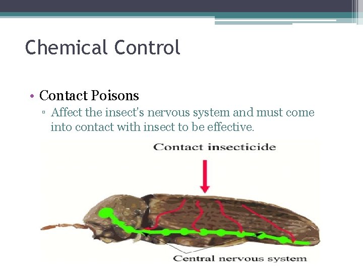 Chemical Control • Contact Poisons ▫ Affect the insect’s nervous system and must come