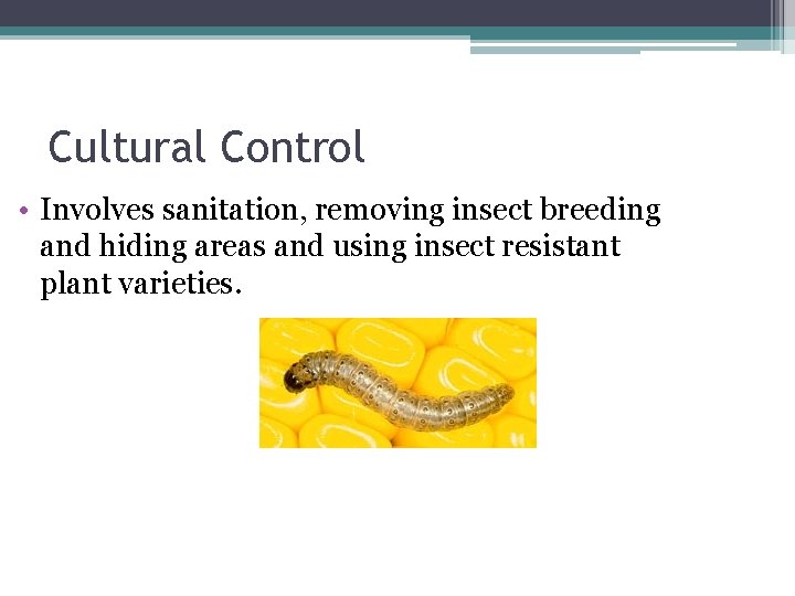 Cultural Control • Involves sanitation, removing insect breeding and hiding areas and using insect