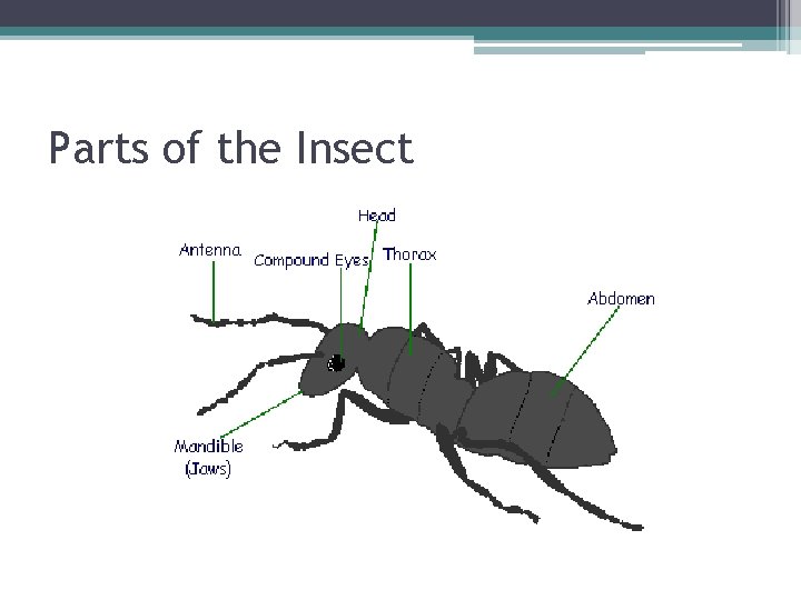 Parts of the Insect 
