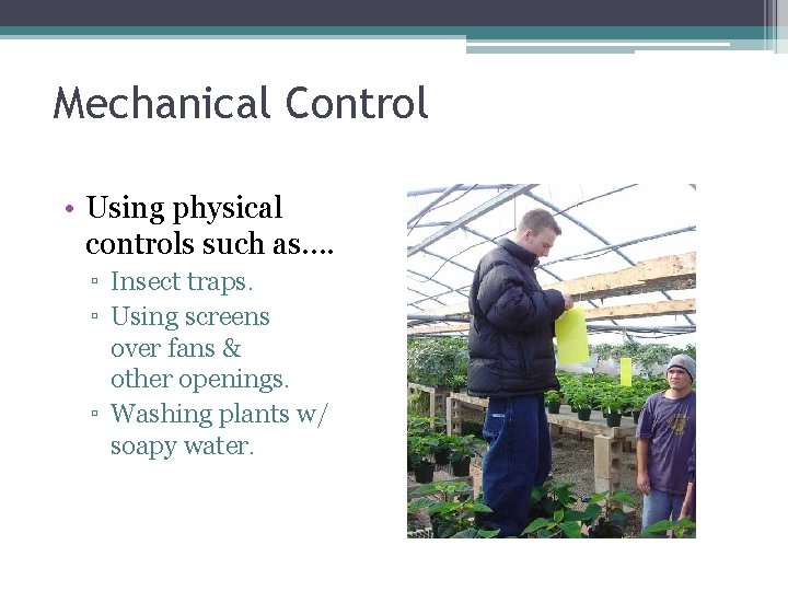 Mechanical Control • Using physical controls such as…. ▫ Insect traps. ▫ Using screens