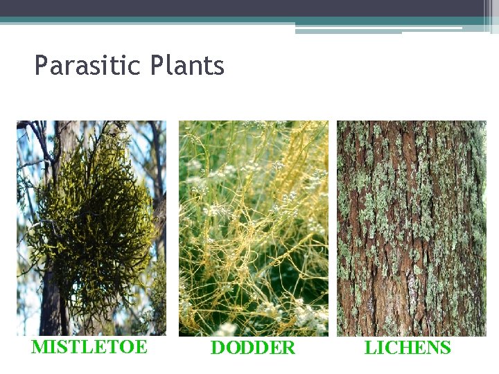 Parasitic Plants MISTLETOE DODDER LICHENS 