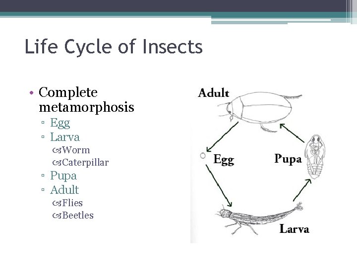 Life Cycle of Insects • Complete metamorphosis ▫ Egg ▫ Larva Worm Caterpillar ▫