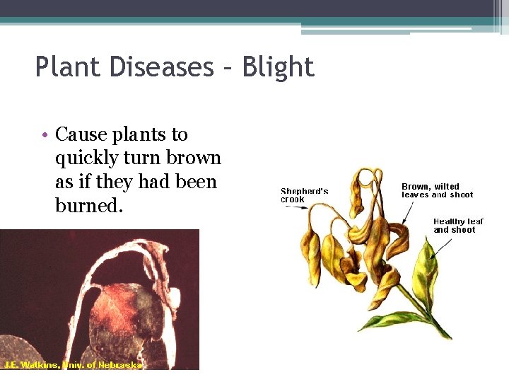 Plant Diseases – Blight • Cause plants to quickly turn brown as if they