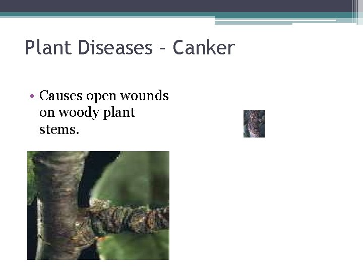 Plant Diseases – Canker • Causes open wounds on woody plant stems. 