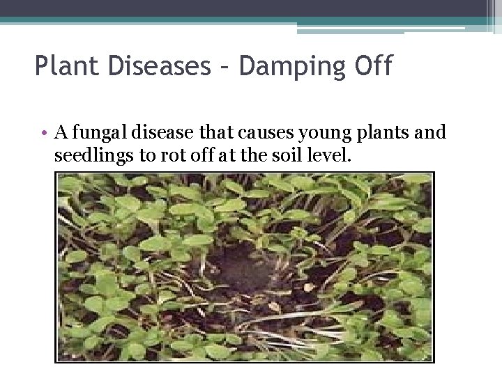 Plant Diseases – Damping Off • A fungal disease that causes young plants and