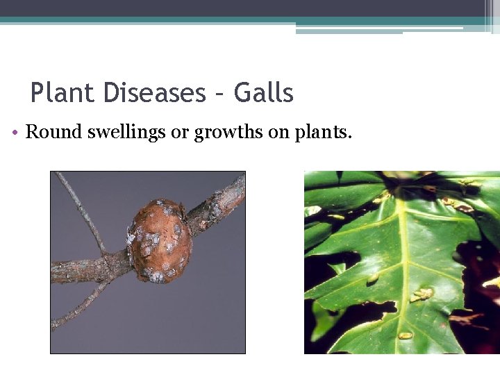 Plant Diseases – Galls • Round swellings or growths on plants. 