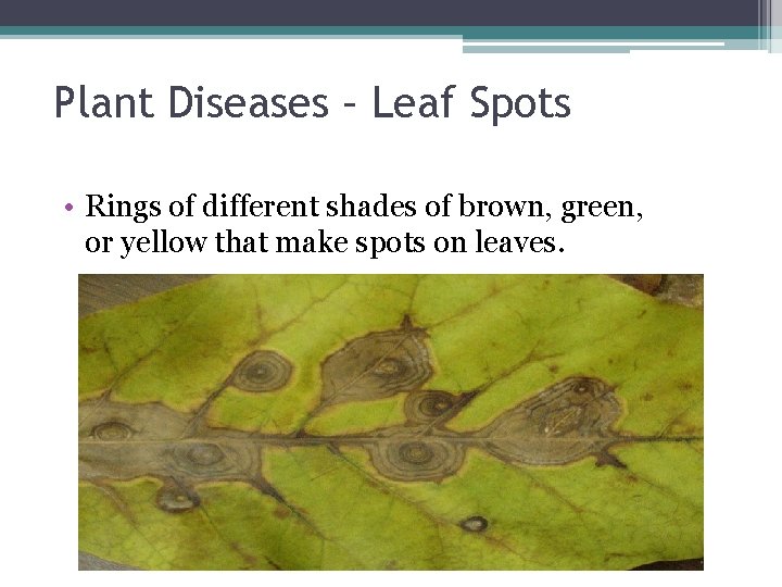 Plant Diseases – Leaf Spots • Rings of different shades of brown, green, or