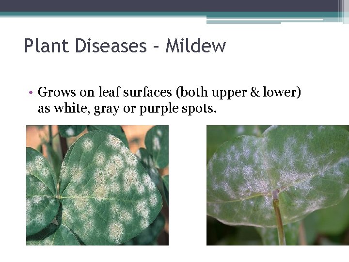 Plant Diseases – Mildew • Grows on leaf surfaces (both upper & lower) as
