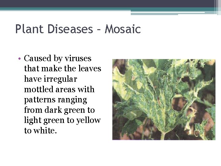 Plant Diseases – Mosaic • Caused by viruses that make the leaves have irregular