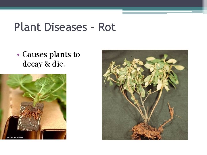 Plant Diseases – Rot • Causes plants to decay & die. 