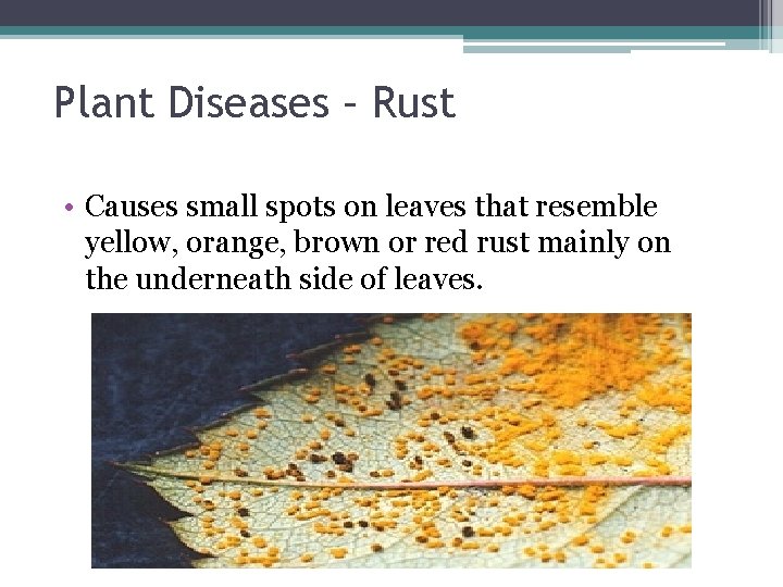 Plant Diseases – Rust • Causes small spots on leaves that resemble yellow, orange,