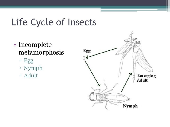 Life Cycle of Insects • Incomplete metamorphosis ▫ Egg ▫ Nymph ▫ Adult 