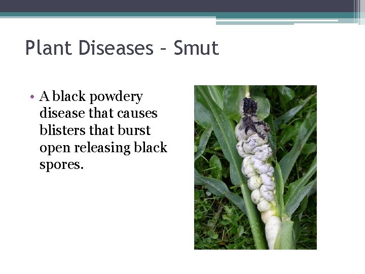Plant Diseases – Smut • A black powdery disease that causes blisters that burst
