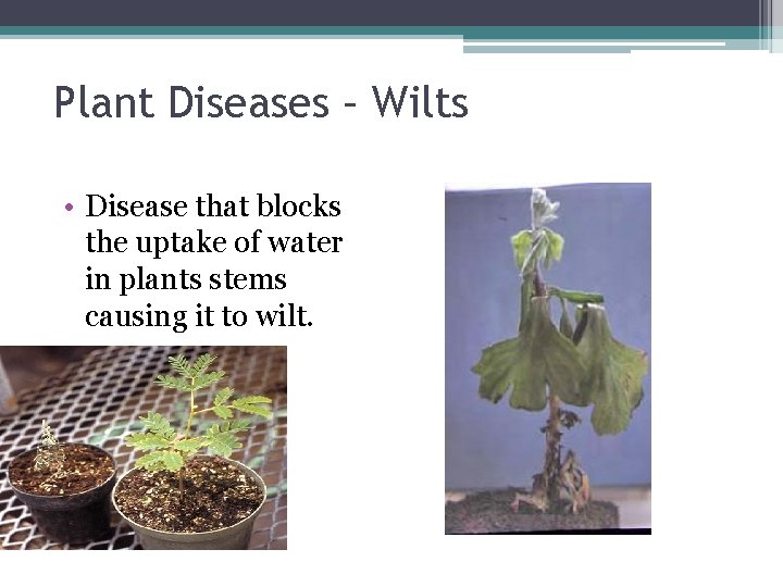 Plant Diseases – Wilts • Disease that blocks the uptake of water in plants