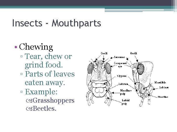Insects - Mouthparts • Chewing ▫ Tear, chew or grind food. ▫ Parts of