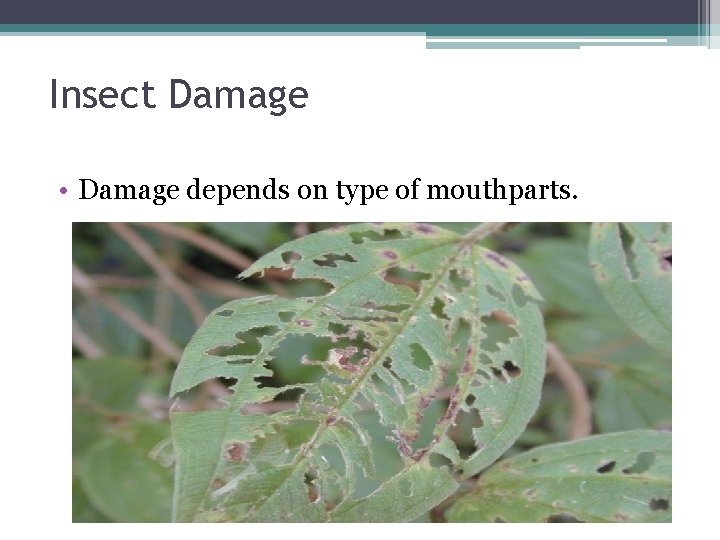 Insect Damage • Damage depends on type of mouthparts. 
