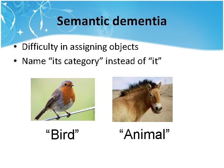 Semantic dementia • Difficulty in assigning objects • Name “its category” instead of “it” Semantic dementia • Difficulty in assigning objects • Name “its category” instead of “it”