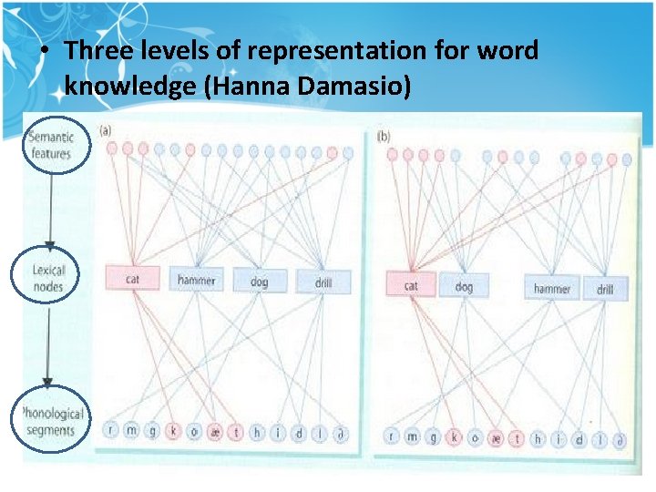 • Three levels of representation for word knowledge (Hanna Damasio) • Three levels of representation for word knowledge (Hanna Damasio)