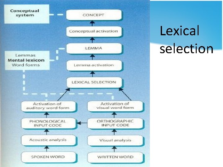 Lexical selection Lexical selection