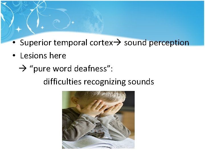 • Superior temporal cortex sound perception • Lesions here “pure word deafness”: difficulties • Superior temporal cortex sound perception • Lesions here “pure word deafness”: difficulties