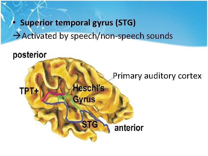 • Superior temporal gyrus (STG) Activated by speech/non-speech sounds Primary auditory cortex • Superior temporal gyrus (STG) Activated by speech/non-speech sounds Primary auditory cortex